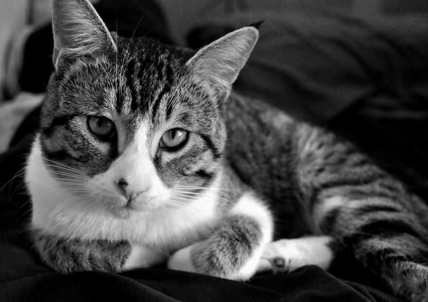 I Adopted A Cat In February, And He's Been Posing For Photos Throughout The Pandemic I Adopted A Cat In February, And He's Been Posing For Photos Throughout The Pandemic