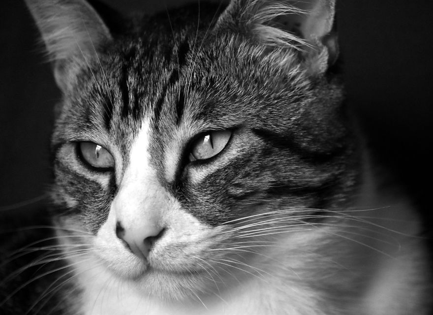 I Adopted A Cat In February, And He's Been Posing For Photos Throughout The Pandemic