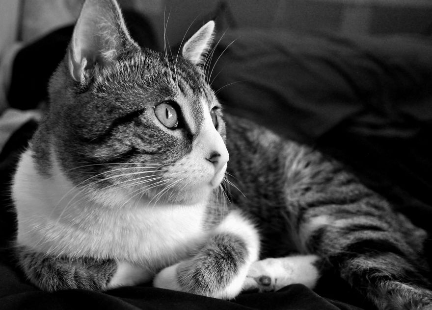 I Adopted A Cat In February, And He's Been Posing For Photos Throughout The Pandemic I Adopted A Cat In February, And He's Been Posing For Photos Throughout The Pandemic