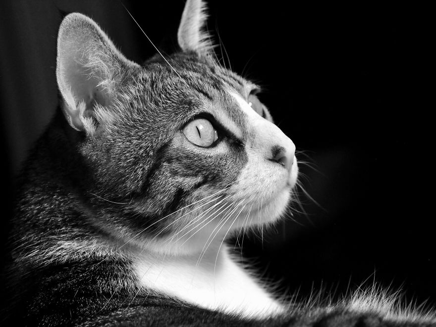 I Adopted A Cat In February, And He's Been Posing For Photos Throughout The Pandemic I Adopted A Cat In February, And He's Been Posing For Photos Throughout The Pandemic