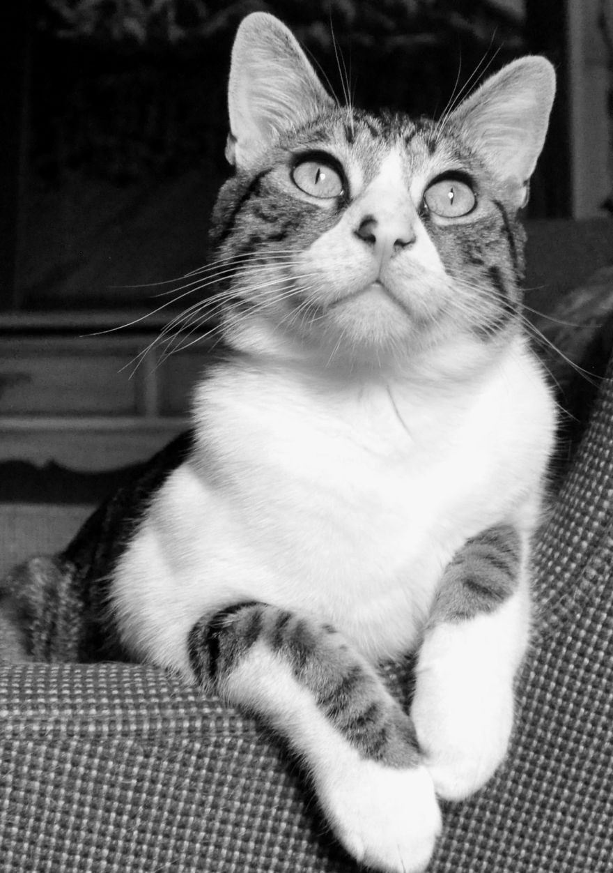 I Adopted A Cat In February, And He's Been Posing For Photos Throughout The Pandemic I Adopted A Cat In February, And He's Been Posing For Photos Throughout The Pandemic