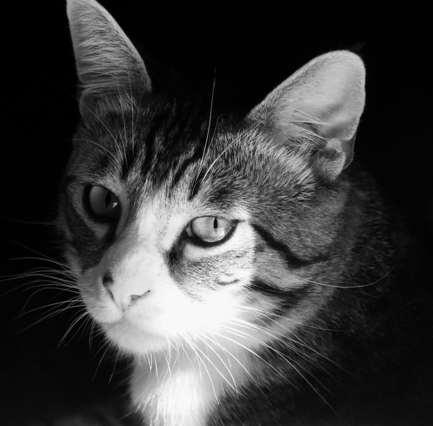 I Adopted A Cat In February, And He's Been Posing For Photos Throughout The Pandemic I Adopted A Cat In February, And He's Been Posing For Photos Throughout The Pandemic