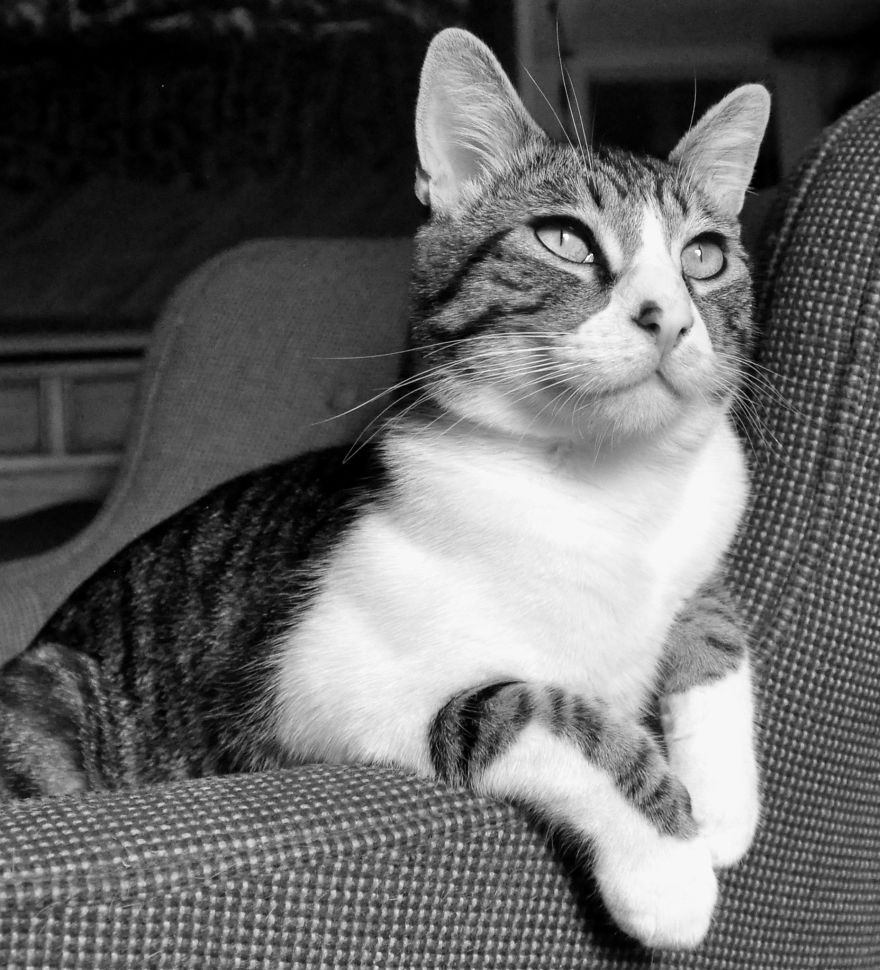 I Adopted A Cat In February, And He's Been Posing For Photos Throughout The Pandemic