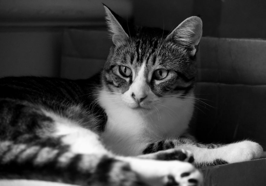 I Adopted A Cat In February, And He's Been Posing For Photos Throughout The Pandemic