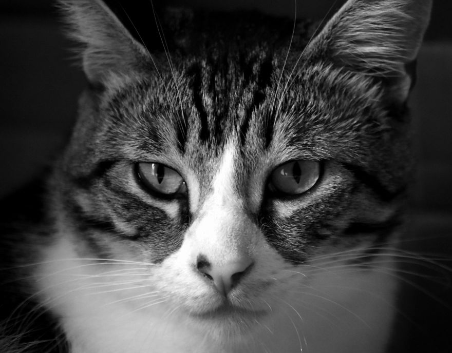 I Adopted A Cat In February, And He's Been Posing For Photos Throughout The Pandemic I Adopted A Cat In February, And He's Been Posing For Photos Throughout The Pandemic