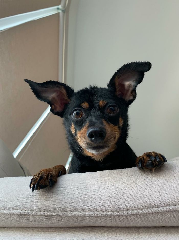 Sam All Fluffed Up After A Bath!