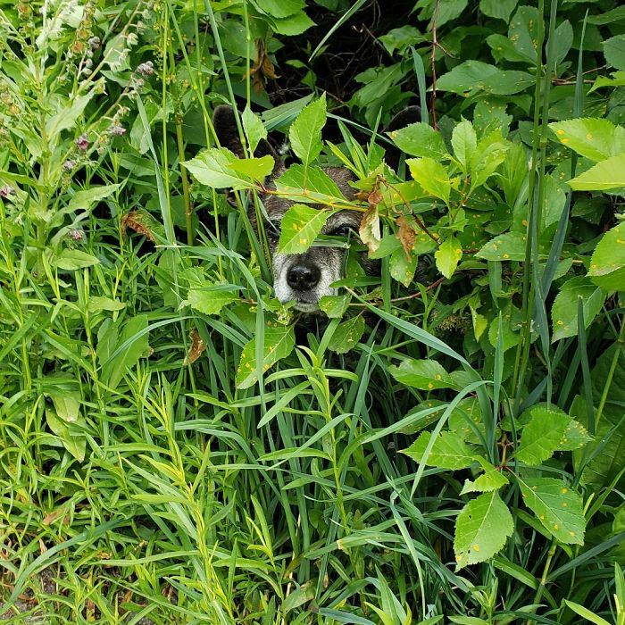 The First Rule Of Camping Is To Go Undercover And Do Some Surveillance.