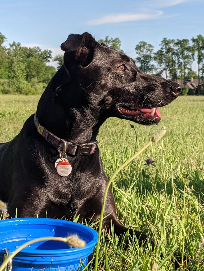 Willow Enjoying A Break In The Park.
