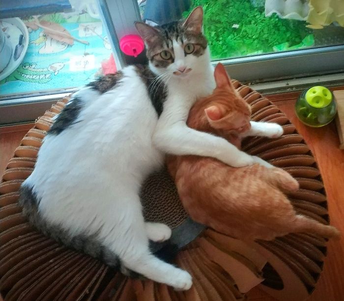 My Two Rescue Cats Meadow And Scoot.