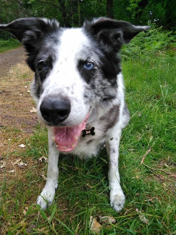 My Handsome Boy Patch, He's 13 Now But He's Still My Bestest Little Grumpy Friend ♥️