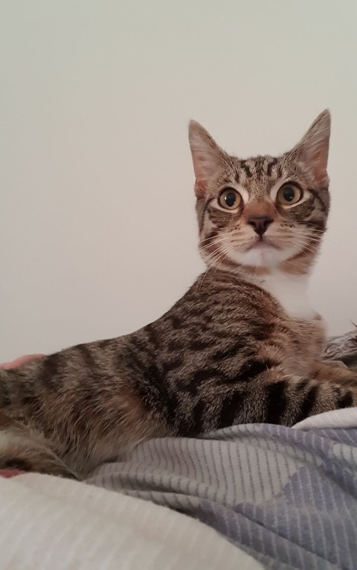 This Is Tigger, I Am Cat Sitting His Human Is My Daughter. He's A Sweet Little Thing Mostly