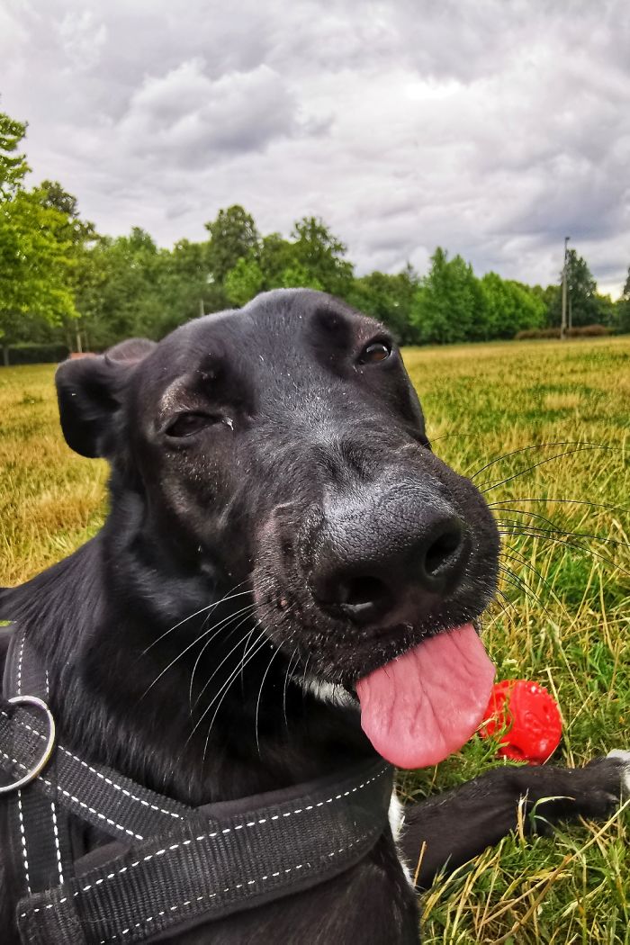 Walker, 4 Years Old. Loves Long Walks