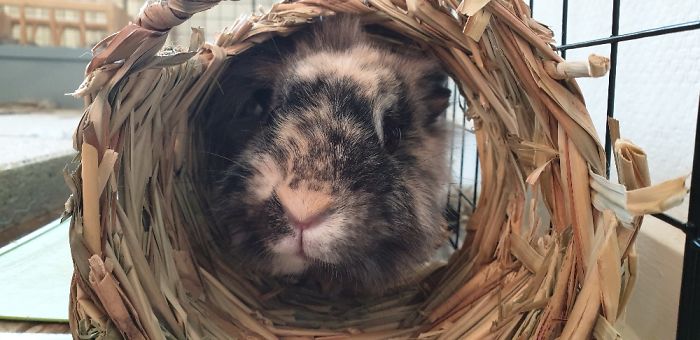 Always Looking For Trouble While Her Brother Is Sleeping All Day. I Love Them So Much.