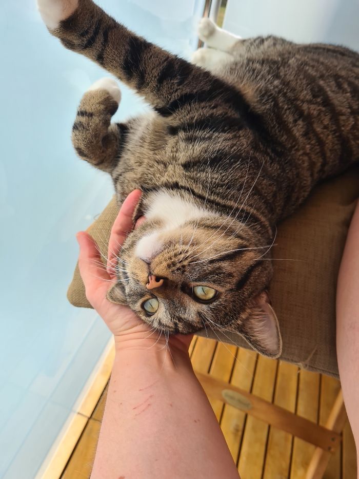 Herr Schrödinger Enjoying My Cuddles