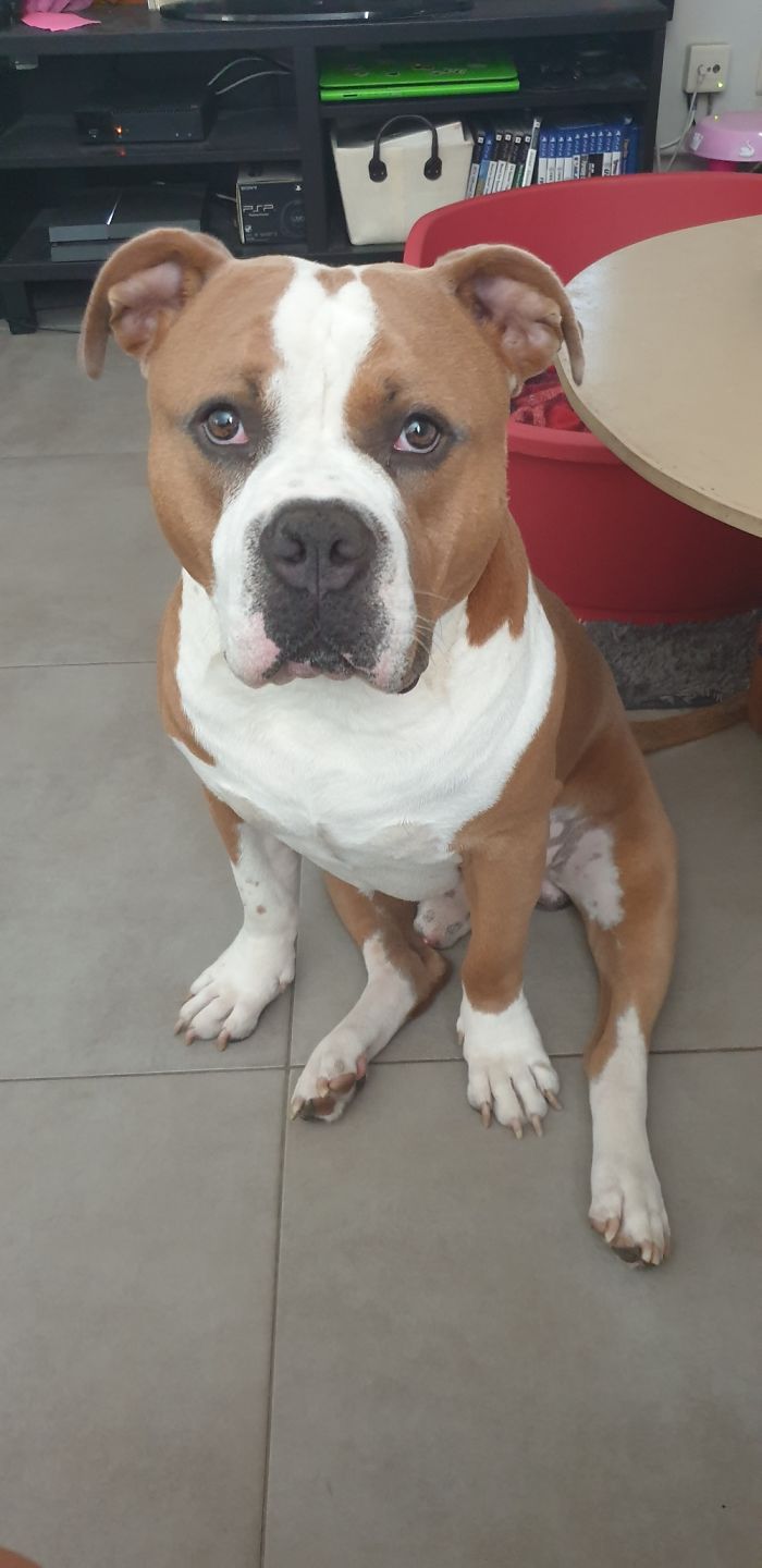 Meet Legend ; Our Two Year Old American Bully