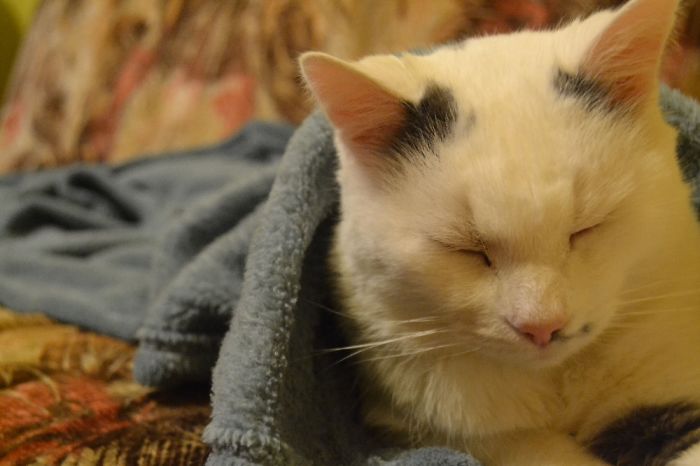 Nina, She Was Our Family Member For 17 Years, Best Cat Ever