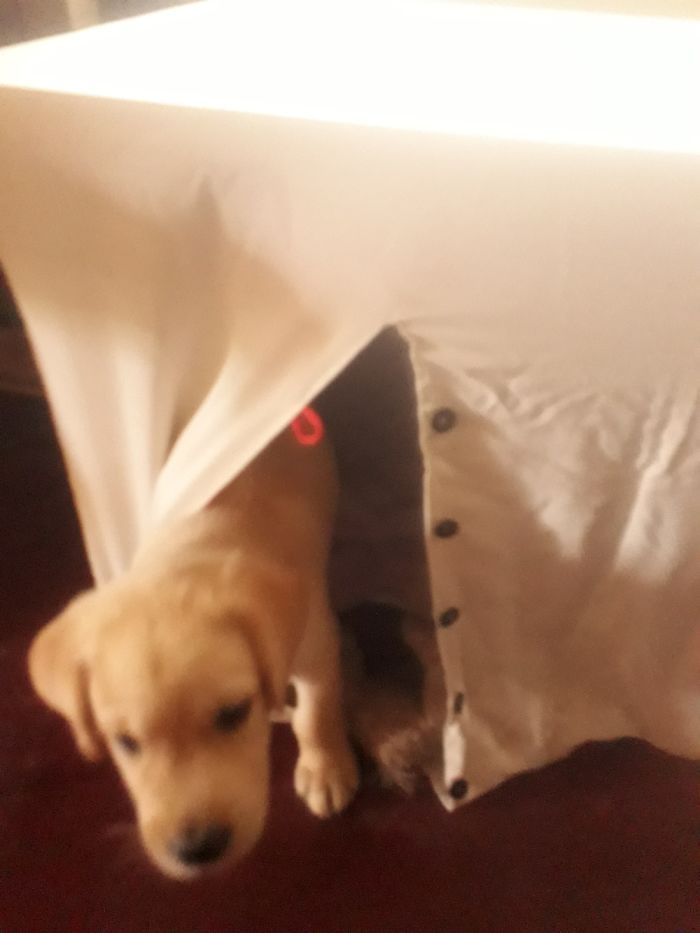 DIY Dog House I Made For My New Puppy.