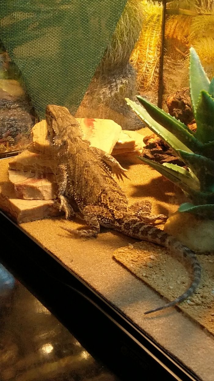 Why You Lay Like That?