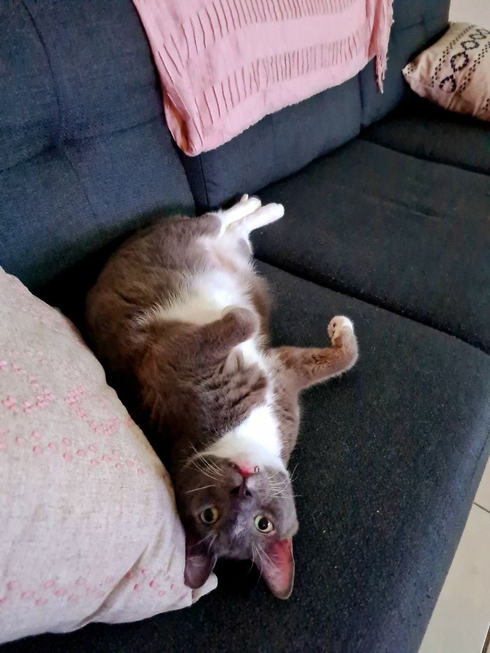 Batista... Laziest Cat In The World!