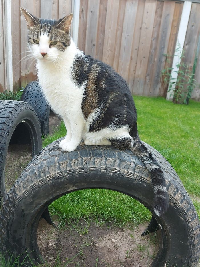 Hey All, This Is Snoopy, He Is 12 Years And His Biggest Love Are These Land Rover Tires