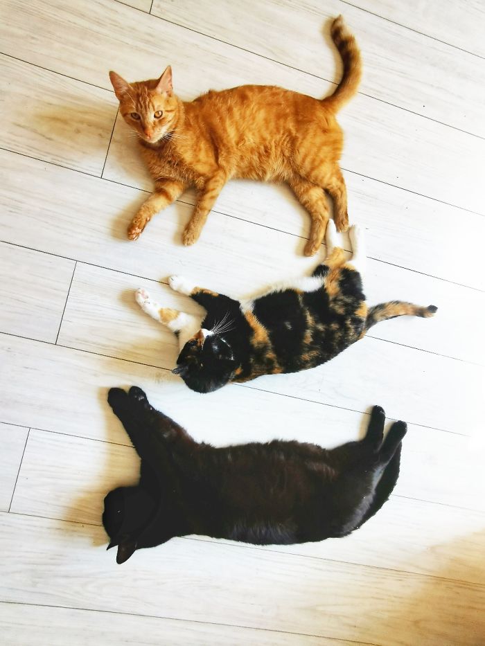 From The Top: Miłosz, Kona And Theodor :) 3 Of 6 :)