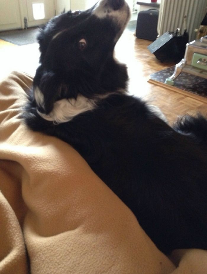 My Baby Moos When He Was 6. Miss Him So Much. Really The Best Dog Ever.