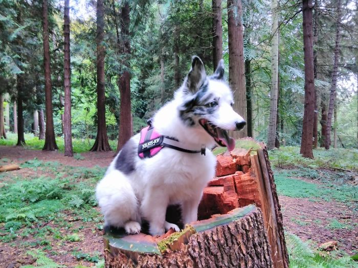 This Is Mollie, She Turns 13 In A Few Weeks. She Too Is My Bestest Littlrl