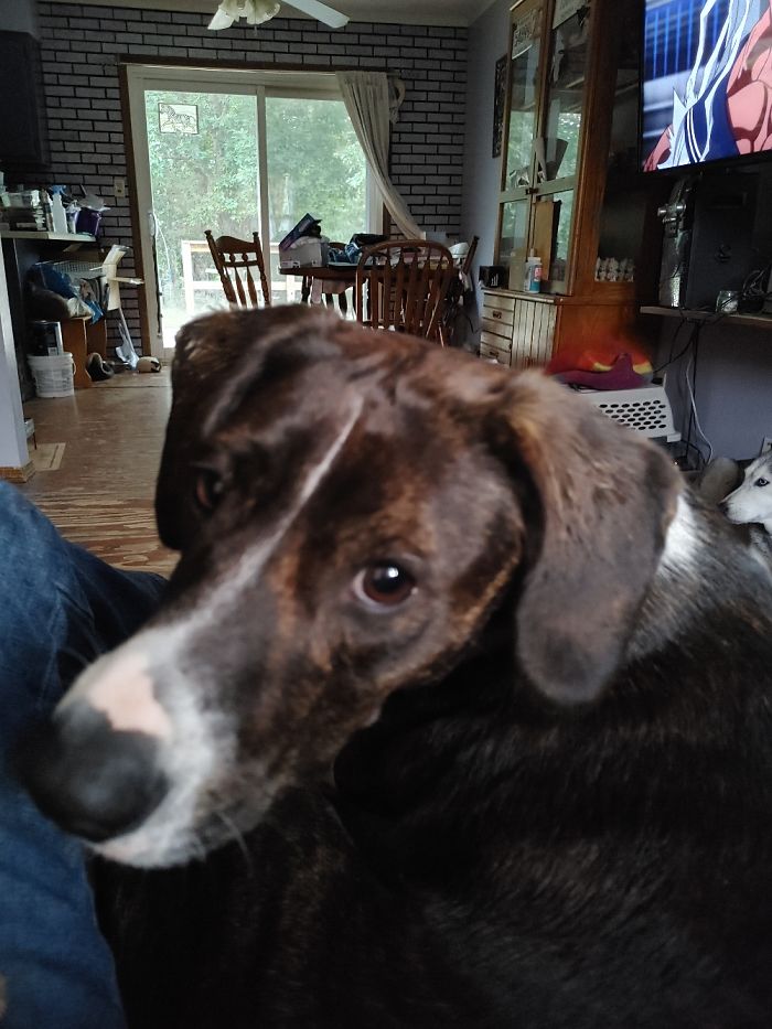 My Beagle And Her Beautiful Face :)