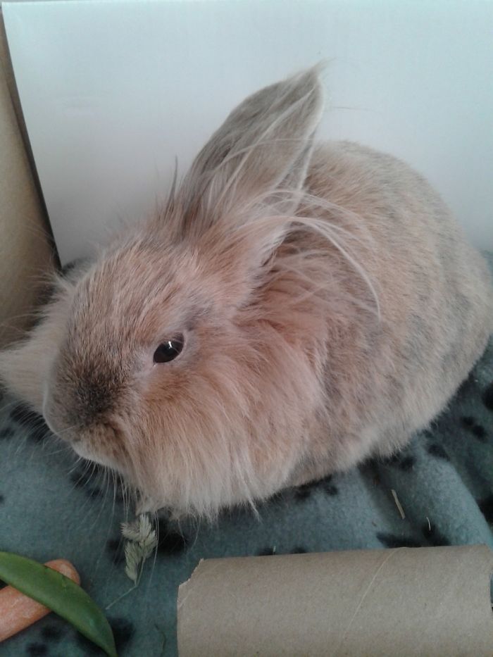 Bugsy Is A 2yr Old Dwarf Lionhead Rabbit