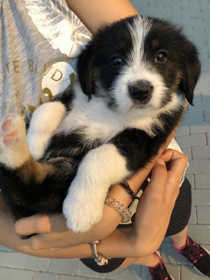 Look At These Puppy Eyes! 🥺🥰