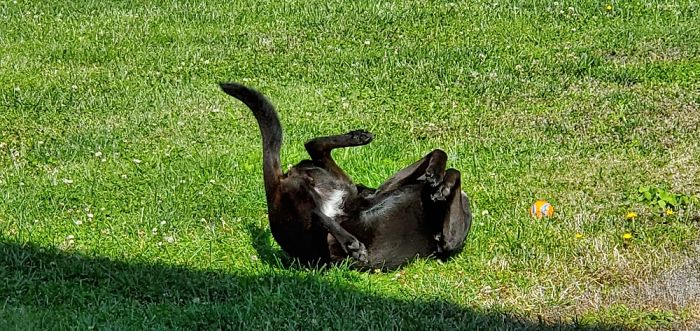 Rawr Rawr Rawr Rawr ...