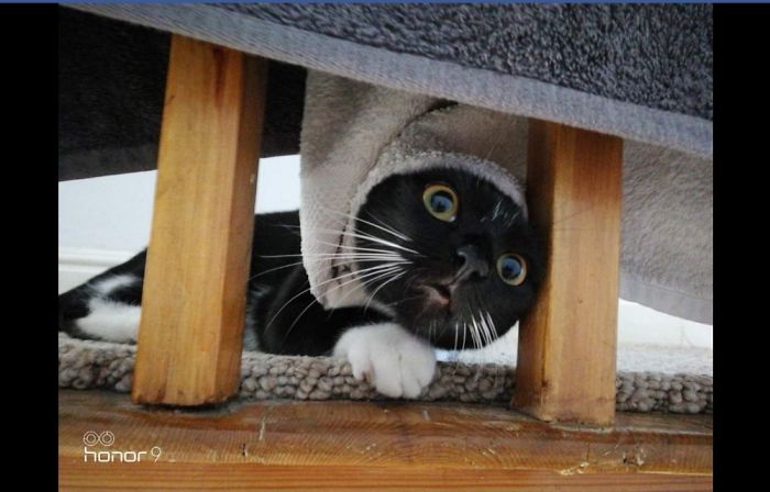 My Cat Decided She Wanted To Be A Seal For A While