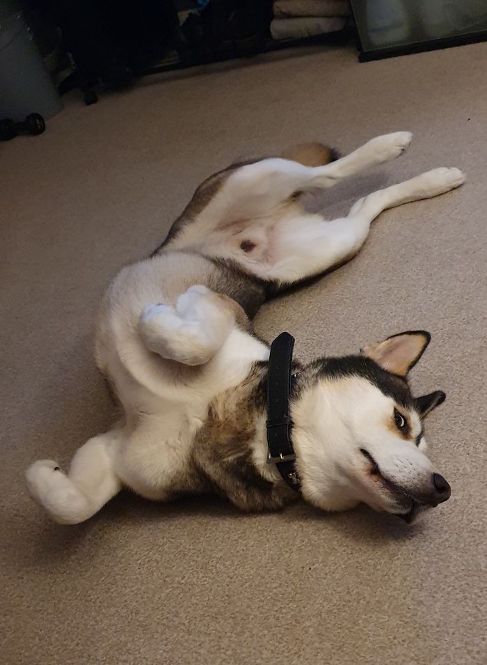 I Think I Broke My Husky!