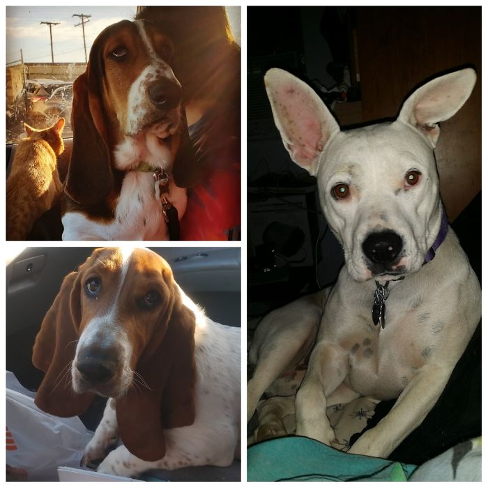Who Can Pick Just 1. Qbert (Top Basset) Ariel (Bottom Basset) & Harley Quinn