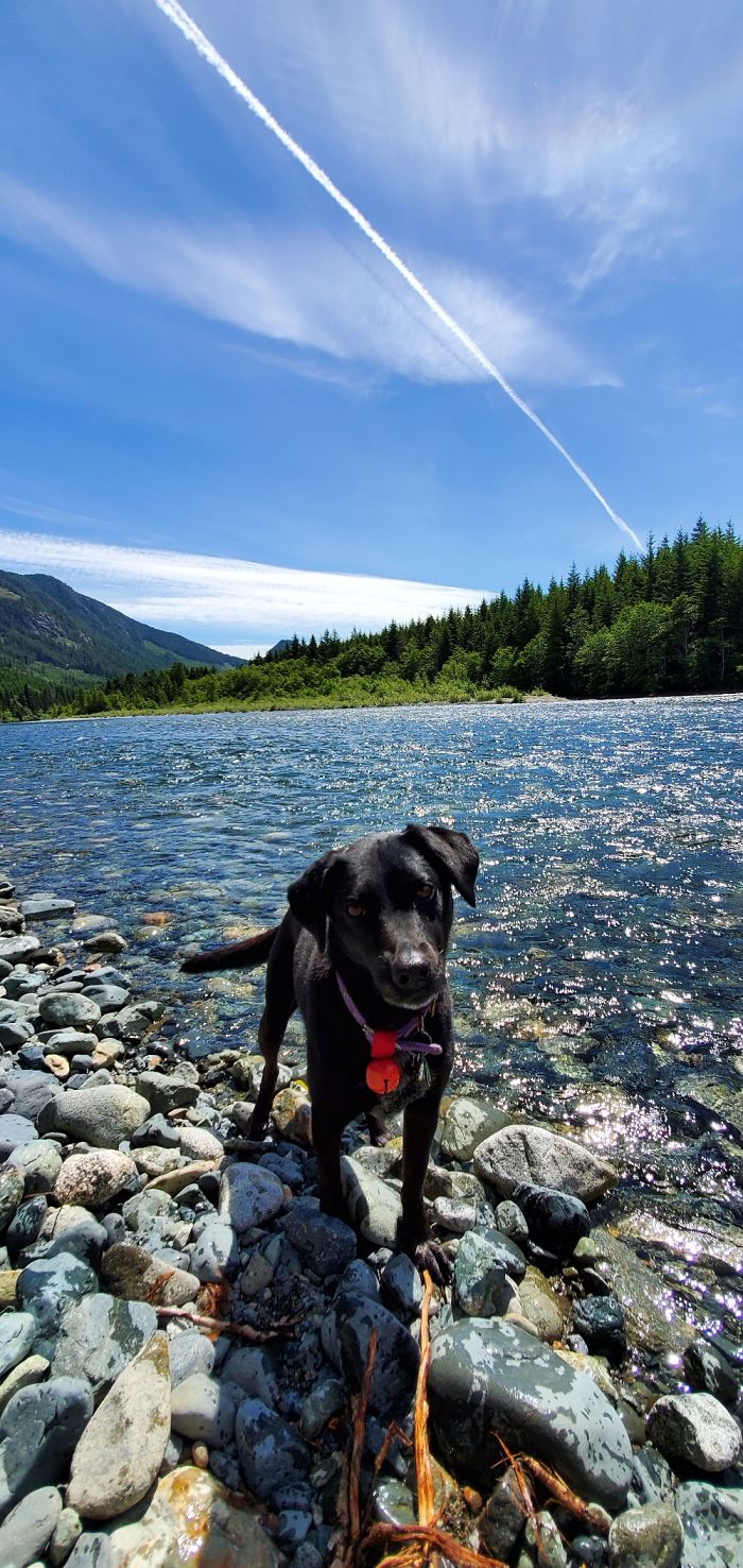 Nica Waiting For Me To Throw A Stick That She Has No Intention Of Retrieving.