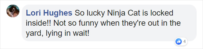 Mail Carrier Hilariously Documents How This Cat 'Protects' Its Domain Every Day