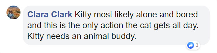 Mail Carrier Hilariously Documents How This Cat 'Protects' Its Domain Every Day