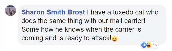 Mail Carrier Hilariously Documents How This Cat 'Protects' Its Domain Every Day Mail Carrier Hilariously Documents How This Cat 'Protects' Its Domain Every Day