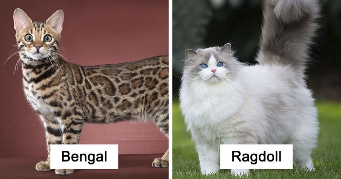 30 Of The Most Popular Cat Breeds And Their Origins