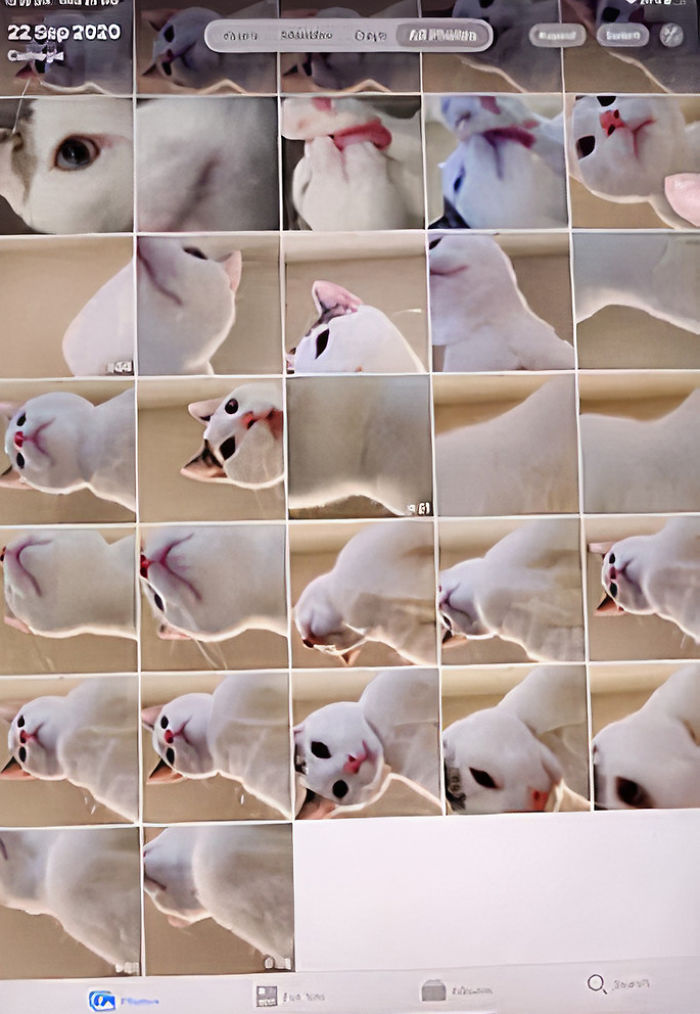 Owner Leaves Her iPad Unattended, Finds A Bunch Of Her 7-Month-Old Cat's Selfies And A Lot Of His Hair