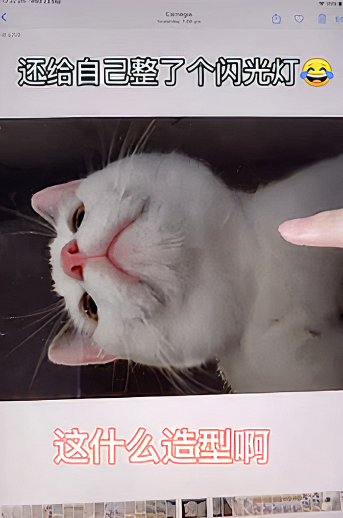 Owner Leaves Her iPad Unattended, Finds A Bunch Of Her 7-Month-Old Cat's Selfies And A Lot Of His Hair