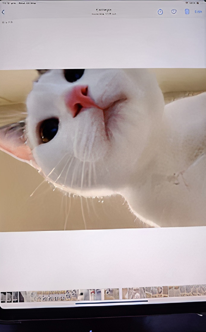 Owner Leaves Her iPad Unattended, Finds A Bunch Of Her 7-Month-Old Cat's Selfies And A Lot Of His Hair