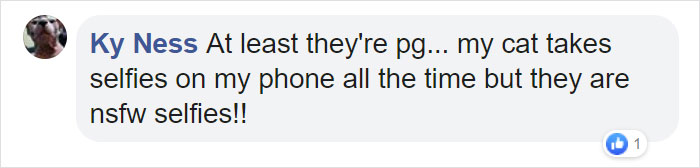 Owner Leaves Her iPad Unattended, Finds A Bunch Of Her 7-Month-Old Cat's Selfies And A Lot Of His Hair