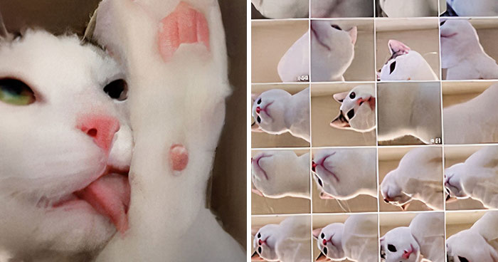 Owner Leaves Her iPad Unattended, Finds A Bunch Of Her 7-Month-Old Cat’s Selfies And A Lot Of His Hair