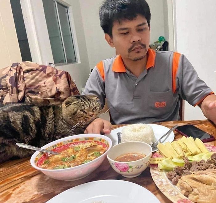 Cat-Stole-Husband-Nasrin-Hami