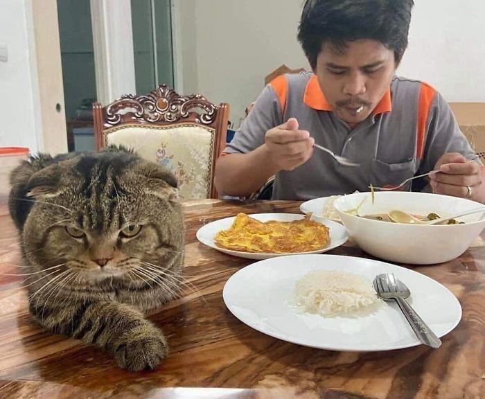 Cat-Stole-Husband-Nasrin-Hami