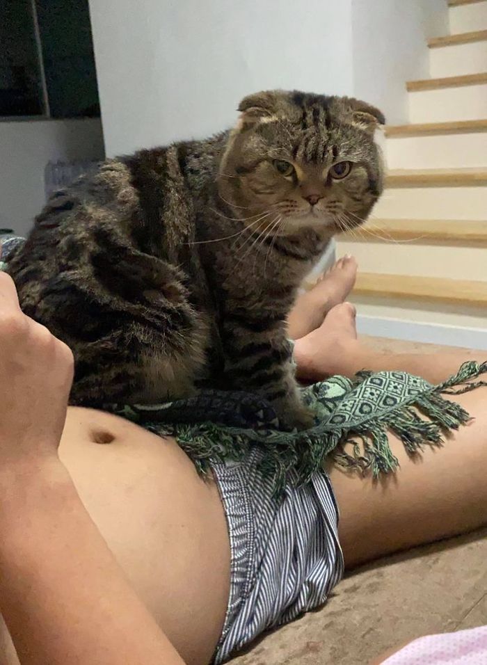 Cat-Stole-Husband-Nasrin-Hami