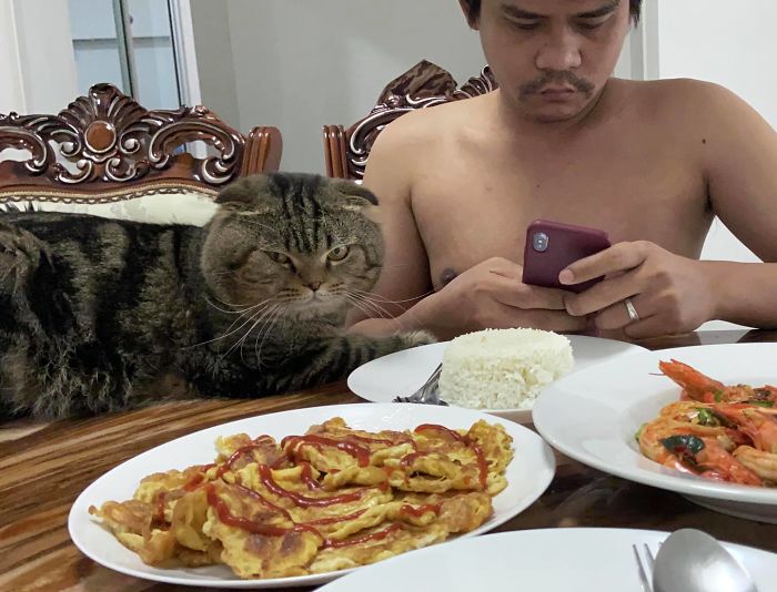 Cat-Stole-Husband-Nasrin-Hami