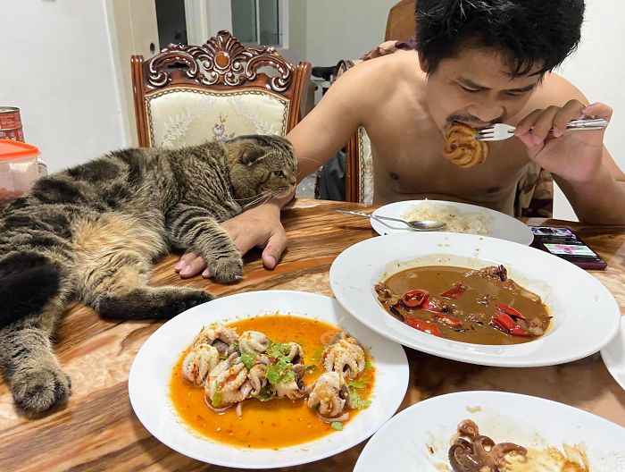 Cat-Stole-Husband-Nasrin-Hami