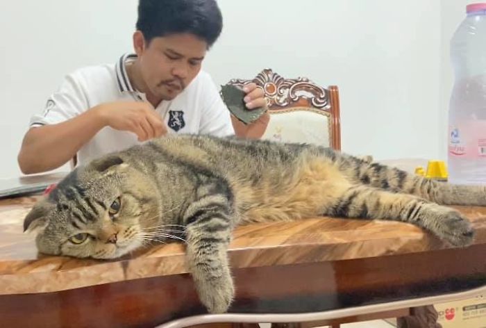 Cat-Stole-Husband-Nasrin-Hami